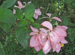 Image result for Mussaenda elegans
