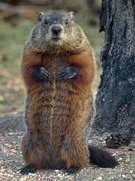 How Many Flags Could A Woodchuck Chuck Green Wood Groundhog Pictures Groundhog Day Groundhog