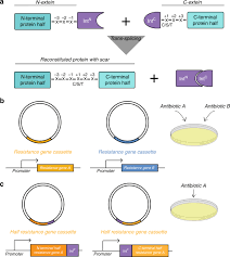 Jesse ventura (born james george janos; Split Intein Mediated Selection Of Cells Containing Two Plasmids Using A Single Antibiotic Nature Communications