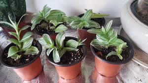 Image result for Nesaea sarcophylla