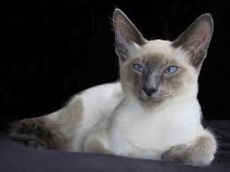 Sekarang lg marak kucing hutan. Kucing Jawa Wikipedia Bahasa Indonesia Ensiklopedia Bebas