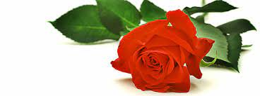 Karen's flowers proudly serves mesa and the surrounding areas. Give The Gift Of Flowers To Your Valentine Mercedes Benz Of Gilbert