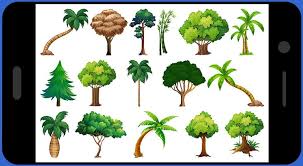 Best plant identification apps pl@ntnet: 5 Best Tree Identification Apps For Android Ios 2021