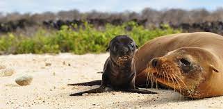 A Newborn Sea Lion Pup With Its Mother Animals Beautiful Baby Sea Lion Cute Animals