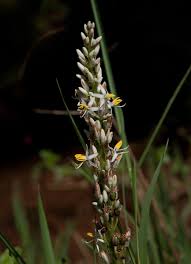 Image result for Chlorophytum macrophyllum