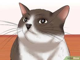 There are two types of strokes found in cats, including ischemic strokes and hemorrhagic strokes. How To Identify If Your Cat Has Had A Stroke With Pictures