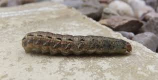 Were it to become established in colorado it may provide a new source of stress for important forest species including aspen, poplars, and oak. North American Caterpillar Identification Owlcation