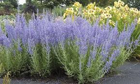They do look great together. Butterfly Attracting Russian Sage Blue Spire Bare Root Plants 3 Pack Plants Japanese Plants Perovskia Blue Spire