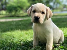 Best Lab Breeder Yellow Silver Champagne Charcoal Chocolate Black Lab Puppies For Sal Lab Puppies Silver Labrador Puppies Labrador Puppies For Sale