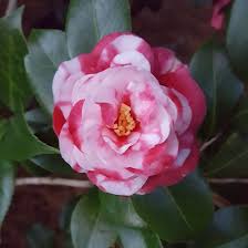 Fircone Variegated Miniature Camellia Japonica Camellia Flowers Variegated