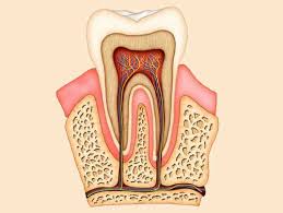 In addition, if you think you may need a root canal on a crowned tooth, come see our dental team and get our expert opinion on your best. Painless Root Canal Treatment Single Sitting Rct Root Canal Cost And Procedure