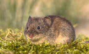 Die kaninchen riechen dann den menschlichen geruch und flüchten! Wuhlmause Bekampfen So Werden Sie Die Plagegeister Los Tiere Tulpenzwiebeln Plagegeist