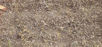 Each kind of seed provides a different amount of coverage. Grass Seed Growing Your Lawn From Grass Seed In 6 Easy Steps