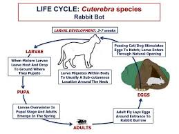 Image result for cuterebriasis in dogs