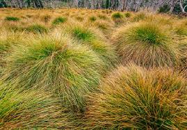 Image result for Sphaerocyperus