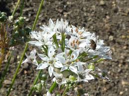 Image result for Alliaceae