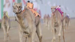 • 5,7 млн просмотров 6 лет назад. Dubai Camel Racing Club Camel Racing Dubai