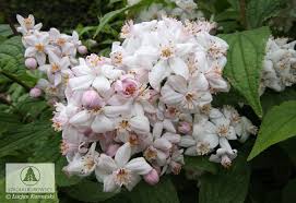 Image result for Deutzia x hybrida ′Mont Rose