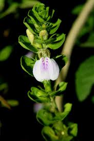 Image result for Justicia protracta