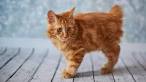 American Bobtail Kittens/Cats Breeder for sale
