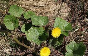 The coltsfoot is so modest that it even grows on pure brown coal. The Herb Hound Coltsfoot