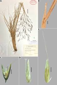 Image result for Agrostis quinqueseta