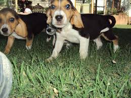 Satilik Beagle Panosundaki Pin