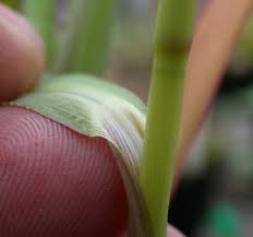 Image result for Echinochloa ugandensis