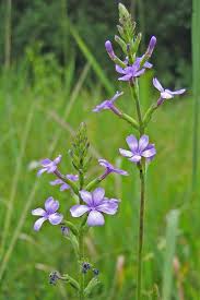 Image result for Buchnera