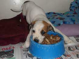 Adoption/viewing of pets by potential adopters by appointment only. Rescued Save A Pet Animal Shelter Port Elizabeth