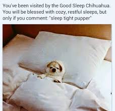 Comfortably Smug On Twitter Sleep Tight Pupper Https T Co Qlmedyhshy Twitter