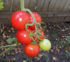 Served with your choice of fresh side and sauce. See Available Varieties Heirloom Tomato Plants