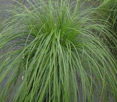 Image result for Carex petitiana