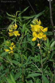 Image result for Crotalaria bernieri