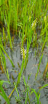 Image result for Eleocharis acutangula