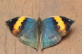 img 2985 枯葉蝶kallima inachis formosana beautiful butterflies moth caterpillar moth