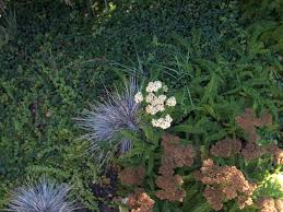 Image result for Clinopodium uhligii