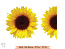 Free Free 109 Clipart Sunflower Png Transparent SVG PNG EPS DXF File
