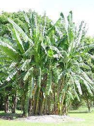 My introduction to queen was through their 1991 music video i'm going slightly mad, in which freddie mercury dons a stalk of bananas and sings, i think i'm a banana tree. i was 13 and never had a singer more perfectly expressed the inner workings of my soul. Acuminata Wild Banana Tree Musa Acuminata Urban Tropicals