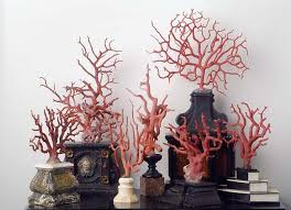 Maastricht Under The Shadow Of War Coral Decor Shell Decor Decor