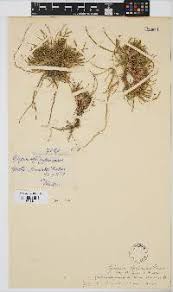 Image result for Geigeria schinzii