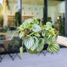 Image result for Peperomia molleri