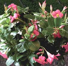 Grupo modelo ampliará su planta de vidrio en tierra blanca, veracruz. Mandevilla Informacion Sobre La Planta Propiedades Y Cultivo