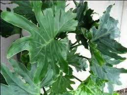 Bird Of Paradise Plant Leaves Curling How To Care For A Philo Or Philodendron Selloum Hope Houseplant Philodendron Plant Philadendron Plant Philodendron