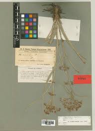 Image result for Rhynchospora corymbosa