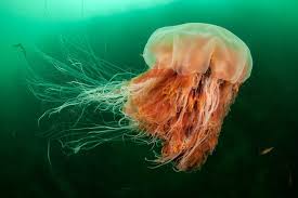 King Of The Jellyfish The Lion S Mane Jellyfish Is The Largest Species Of Jellyfish In The World The Creature G Lion S Mane Jellyfish Animals Large Animals