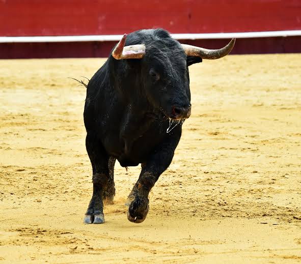Entre la arena y el arte: El toro de lidia | Toros Las Venta