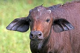 Apr 17, 2018 · at the kwandwe game auction on saturday, april 14 in the eastern cape, the highest price paid for a buffalo was r4.5 million. African Buffalo Wikipedia