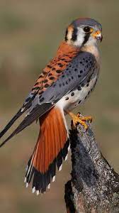 There are 37 videos about cernicalo on vimeo, the home for high quality videos and the people who love them. Pin By Carlos Burgos On Birds Pet Birds Beautiful Birds Colorful Birds