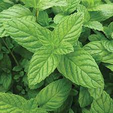 Peppermint Seeds Peppermint Plants Mint Plants Planting Herbs